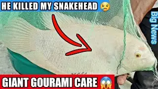 Giant Gourami Care *New* Price | male female difference, tanksize, best food, community setup india