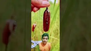 Rare Plant That Looks Like Grass but Worth Thousands - Cattail Benefits#shorts#plants#farming