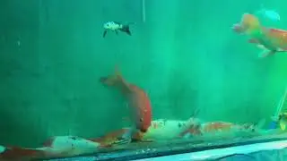 Fish Gallery 