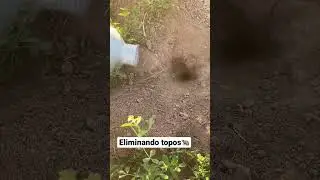 Eliminando topos alfalfa agricultura plagas