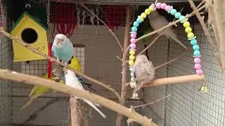 Buggies parrot ki video 