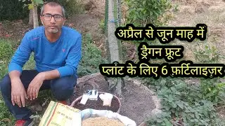 6 Fertilizers for dragon fruit plant in the month of April jun#yellow leaf and Sunburn issue