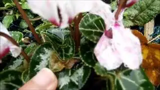 Cyclamen in wild - and how to keep and move it