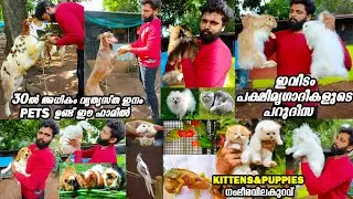 ഈ 27വയസ്സുകാരന്റെ Mixed Pets farm കണ്ടാൽ ഞെട്ടാത്തവരായി ആരുമുണ്ടാവില്ല🐓🦢🐇ഇവിടെ ഇല്ലാത്ത pets ഇല്ല🦃🐏🐐