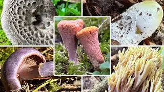 Massenfund Habichtspilz | Seltene Pilze September | Abgestutzte Herkuleskeule | 28.09.2023 | Koralle