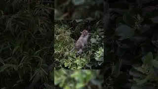 Macaque Crabier
