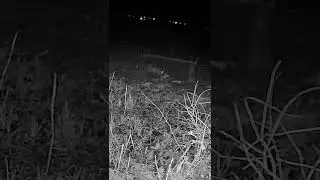 Test vid&eacute;o cam&eacute;ra chasse Wolfang WT04 #wolfang #nature #trailcam #pi&egrave;ge #animals