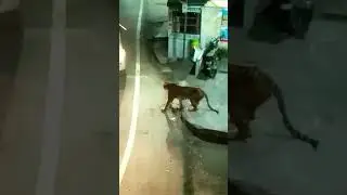 kl dekha gya marchula me baag ...#tiger #uttrakhand #phadi #viral#tigers #yt20 #trending#youtube .