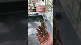 Amazing pet sparrow #shorts #birds #petbirds #sparrow