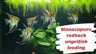 Manacapuru redback angelfish feeding