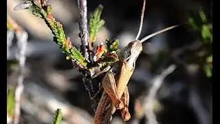 Chorthippus yersini, calling song