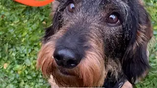 Dachshund Teddy is back in action 😀 #TeddyTheDachshund