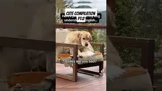 Dog shenanigans that will make your day! 🤣  #dogsbeingdogs #funnyanimals #doglife #shorts