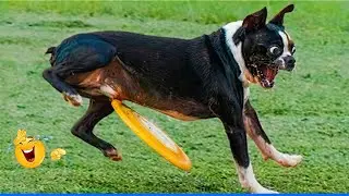 You Will Die Laughing At These Cats And Dogs 😹🐶The Funniest Dog Moments Compilation 🐾