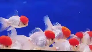 Red cup gold fish &hearts;️ white oranda goldfish exotic redcap 