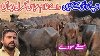 Good News! How To Start Low Cost Katti-Katta Farming in Pakistan | Rai Ghulam Abbas Katta Farm