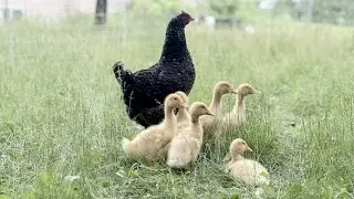 Hatching Duck Eggs with our Hen (VLOG)