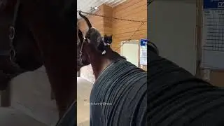 The cats on the farm#cat #funny #foryou #cattiktok #cutlove #funnycats