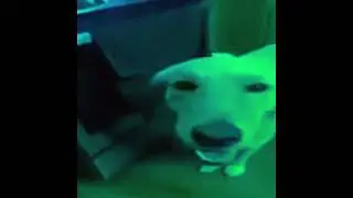 butter dog type edm beat (cw: flashing lights)