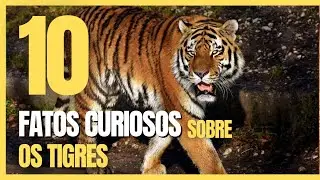 Tigre: 10 Fatos Surpreendentes Que Voc&ecirc; Precisa Saber!