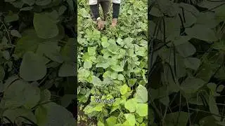👉 &ldquo;Hand Harvesting Mung Beans 🌱 | Timelapse Farming | Organic Agriculture&rdquo; #farming #villagelife