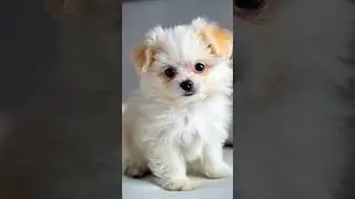 What Did You Say, Mom? Tilt~#PuppyHearing #CuteDogReaction #DogListening #PetComedy #DogMoments