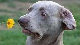 TOP 100 FUNNY ANIMALS VINES