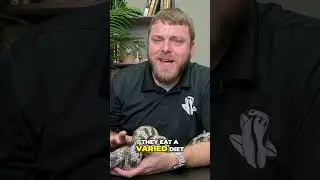 Is a False Water Cobra the Perfect Pet for You
