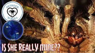 Rare Old World Baboon Tarantula unboxing ft The Invert Kingdom UK