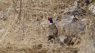 Stock Video - Ring-necked pheasant in the Utah wilderness