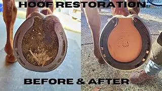 Farrier ASMR * Satisfying Hoof Restoration * Leather Pad