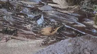 Surf Cinclodes (Cinclodes taczanowskii