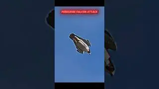 Peregrine falcon attacks pigeon #trending #viralvideo #animals #birds#peregrinefalcon#falcon#pigeon