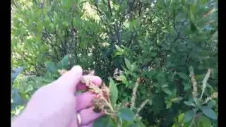 MidAtlantic Gardener-Clethra Native Shrub