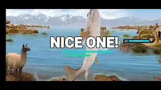 Fishing clash. New Fishery Titicaca lake DAY 2