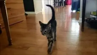 Classically Conditioning Cats
