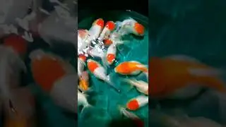 Red Cap Goldfish 🐠💕#redcapgoldfish  #aquariumfish #fish #goldfishlover #goldfish #youtube #foryou