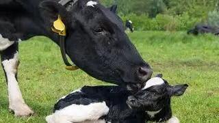 Intelligent Technology Pretty Girl Flight & Agriculture Cow Transport Hay Baler Feed 2024 #farm