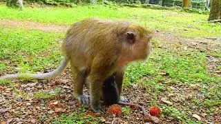 Just born baby monkey tries to hugging mother