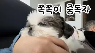초코의 쪽쪽이 하루