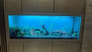 Full planted setup is done 👍 video out now 🎊😱🧿#aquaticpets #planetaquarium #aquarium #fish