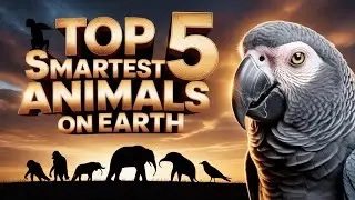 Top 5 Smartest Animals on Earth Amazing Animal Intelligence Ranked