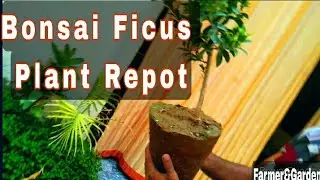 Ficus Plant Repot in Big Pot|| How To Grow Ficus Plant|| Fertlizer Care Ficus Plant