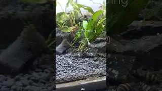 #shorts feeding my assassin snail | assassin snail eating fish food #timelapse
