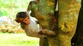 Oh God! Lori Crying Can Not Go On Tree!