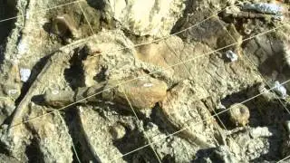 The Judith River Dinosaur Institute's Little Snowy Mountains Dinosaur Quarry: Part 2