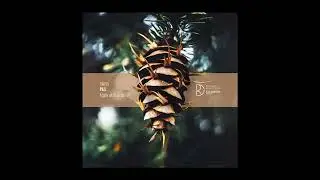 P&S - Disorder [Dynamic Reflection]