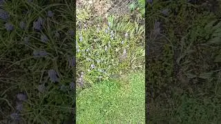 View of purple flowers and grass in the garden