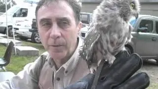 Meet the Saw-whet Owl