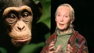 CHIMPANZEE - 